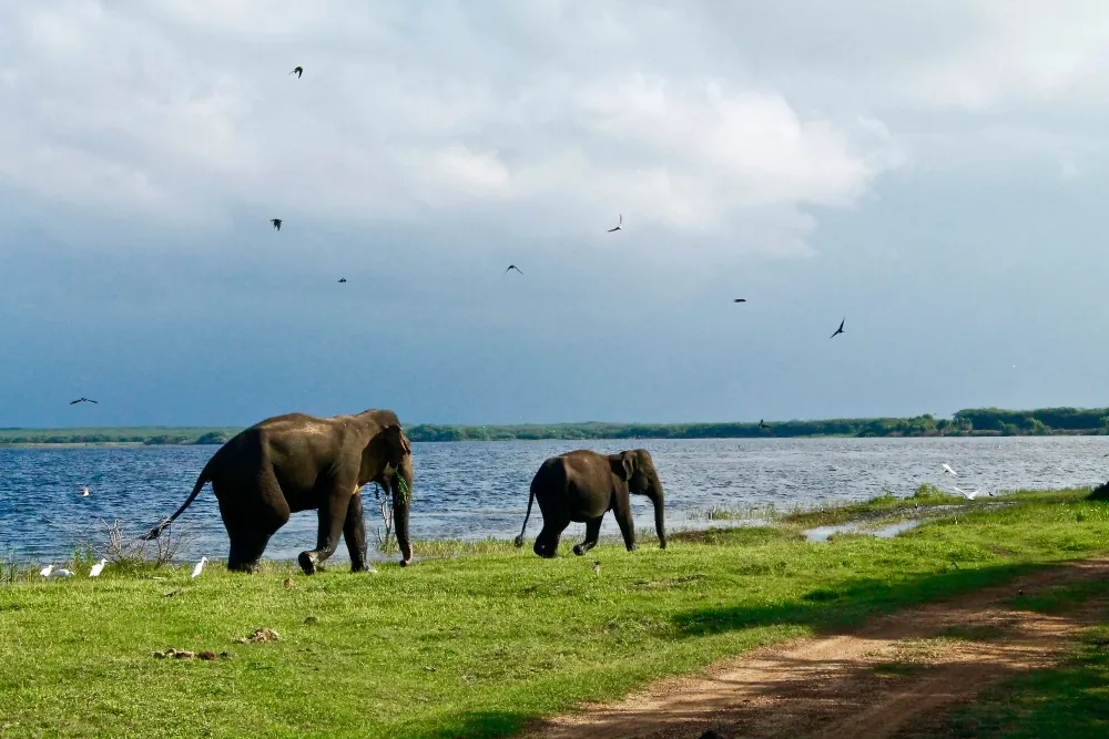Safari in kala wewa - Where giants roam and history whispers